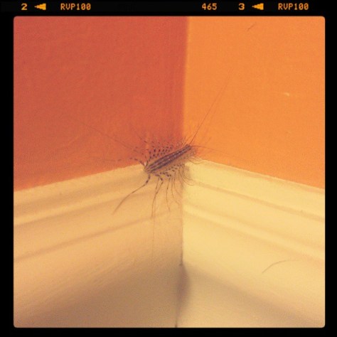 These things make me feel weird. Especially when I look up and see one while using the bathroom. #fuckingbigbug #isitonmerightnow