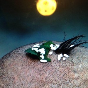 Butt Sex: The Talkin' Headline Blues #142